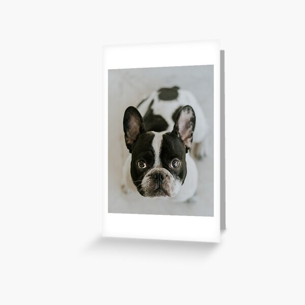 Big eyes white and black pug Greeting Card