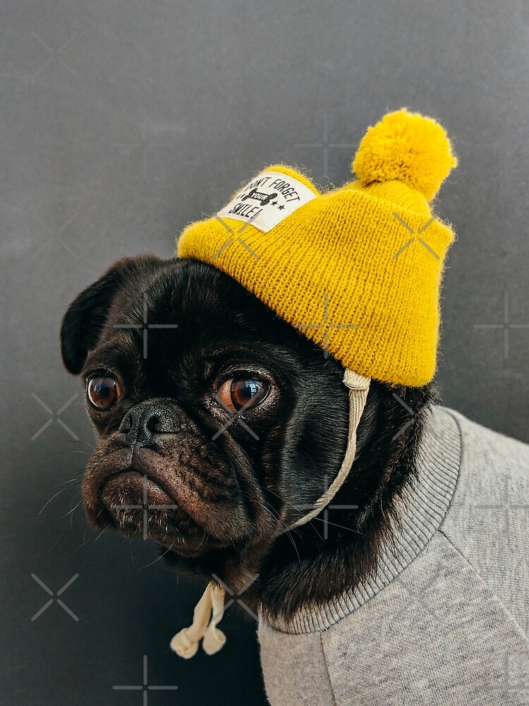 Pug hat hot sale