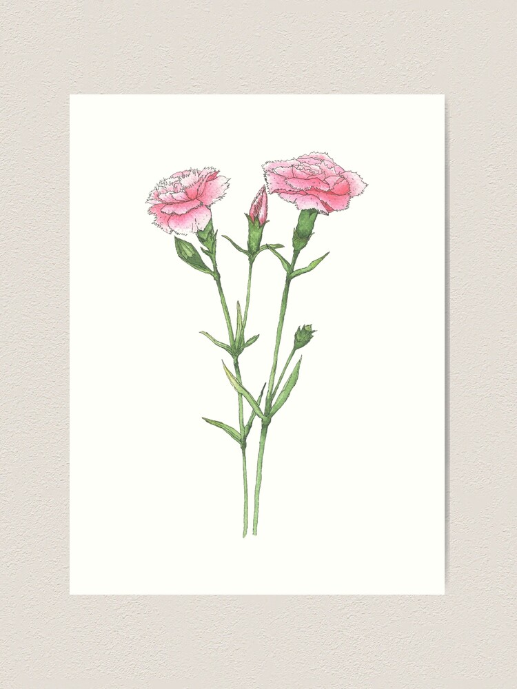 pink carnation watercolor