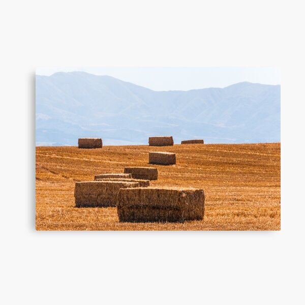 Hay Canvas Print