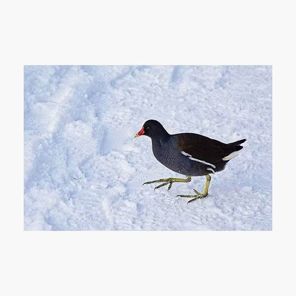 Moorhen walking in the snow Photographic Print