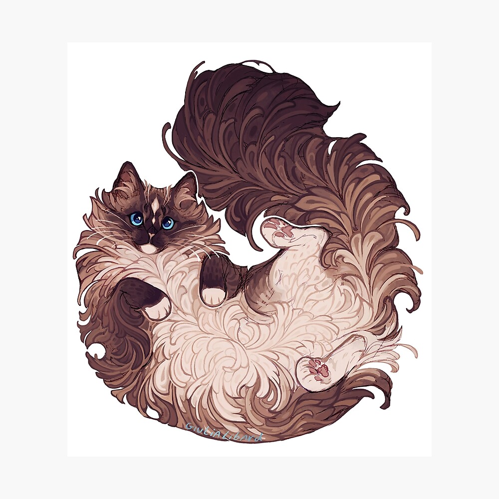 "Ragdoll cat" Photographic Print by Giulialibard Redbubble