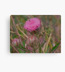 Horrible Thistle Canvas Print