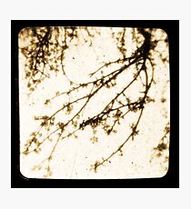 Spring In Sepia Photographic Print