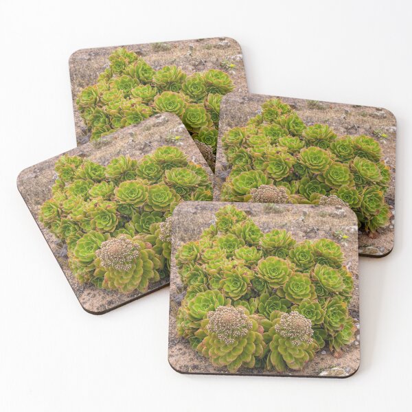 Item preview, Lanzarote succulent designed and sold by iCimages.net.