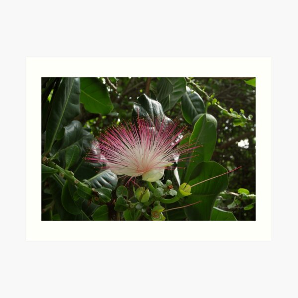 Flower of the Fish Poison Tree Art Print