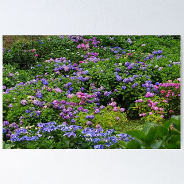 Item preview, Hydrangeas en Masse designed and sold by lezvee.