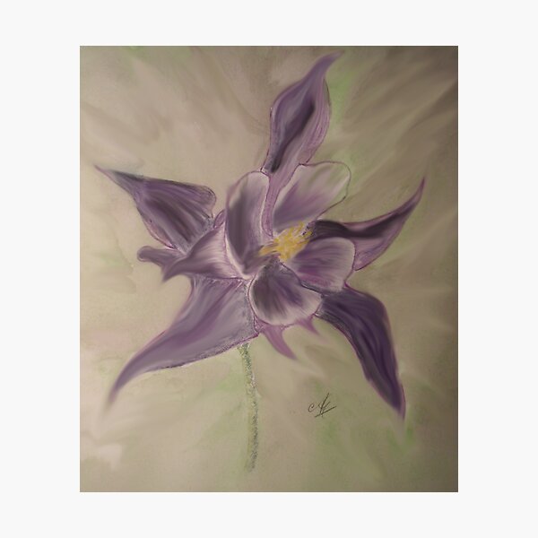 Aquilegia Vulgaris.Ladies Bonnet Photographic Print