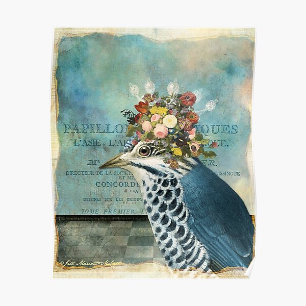 Blue Jay Poster