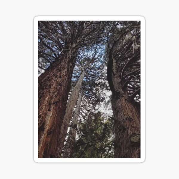 Funny /'TREE PEOPLE/' SHADOW men Autocollant//Décalque Tree Surgery//ARBORIST//Forestry use