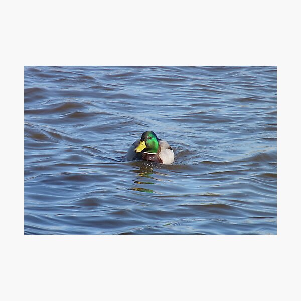 Swimming Duck Photographic Print