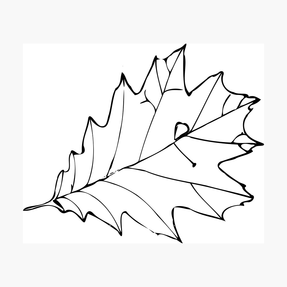 Black Oak Leaf Outline Silhouette Poster By Dayrisedesign Redbubble