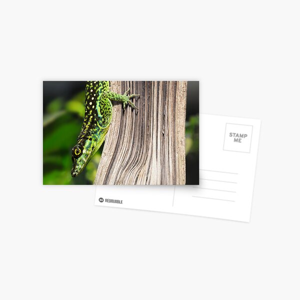 Item preview, ANOLIS designed and sold by mc27.