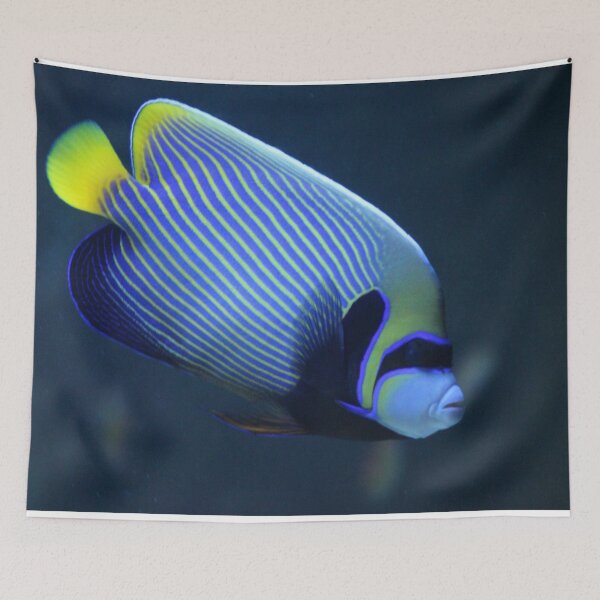 Item preview, Emperor angelfish designed and sold by Bob Hardy.