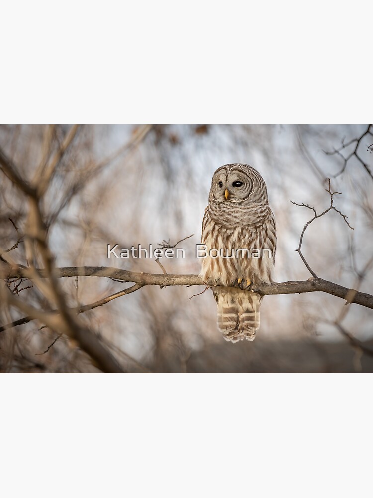 Barred Owl by KathleenBowman