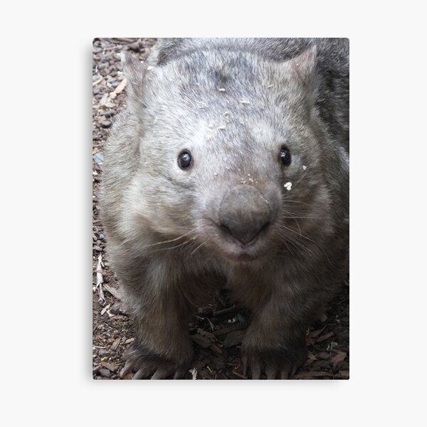 Wombat Canvas Print