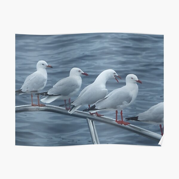 Railing seagulls Poster