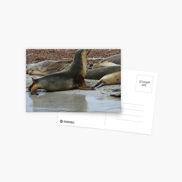 Item preview, Stretching sealion designed and sold by Martina Nicolls.