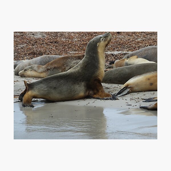 Item preview, Stretching sealion designed and sold by Martina Nicolls.