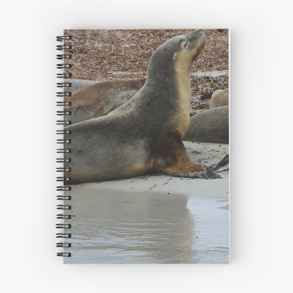 Item preview, Stretching sealion designed and sold by Martina Nicolls.