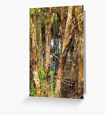 Paper Bark Trees (Melaleuca quinquenervia) Greeting Card