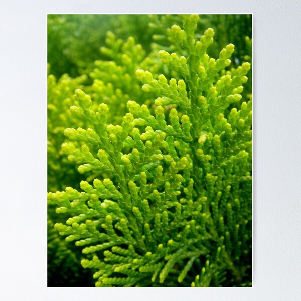 Item preview, Shades of Lime designed and sold by Melissa Park.