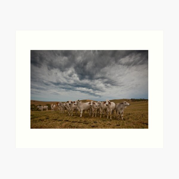 Item preview, Cows at Tunk Head Road designed and sold by Lisa Kenny.