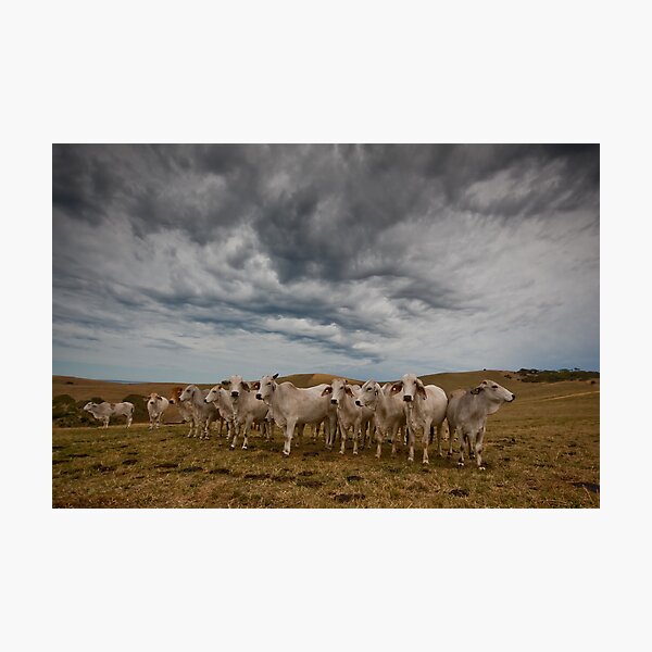 Item preview, Cows at Tunk Head Road designed and sold by Lisa Kenny.
