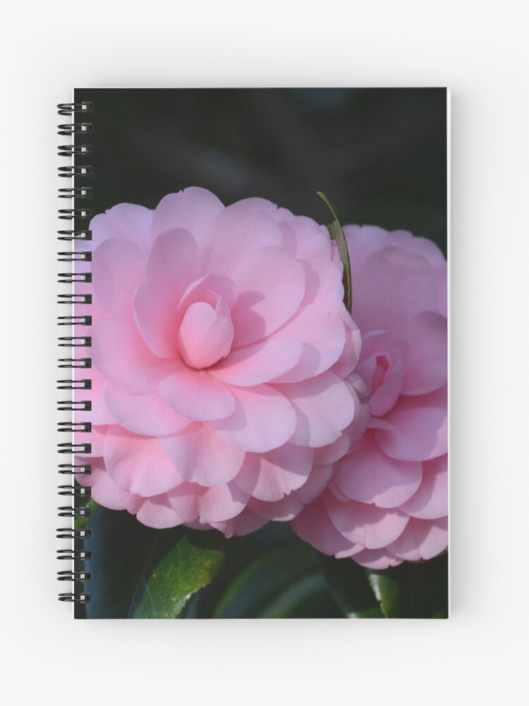 Cuaderno de espiral «Camelias rosas» de ZinaStromberg | Redbubble