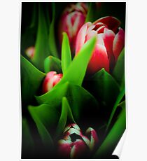Tulips Poster