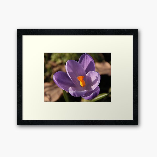Crocus Framed Art Print
