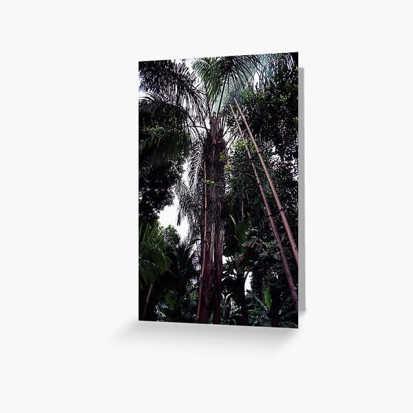 Palm Tree In The Forest Greeting Card