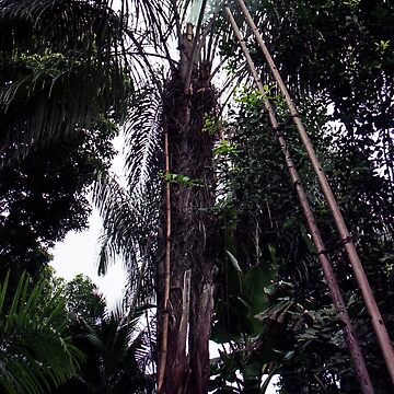 Artwork thumbnail, Palm Tree In The Forest by Muyiwa's Art Muse