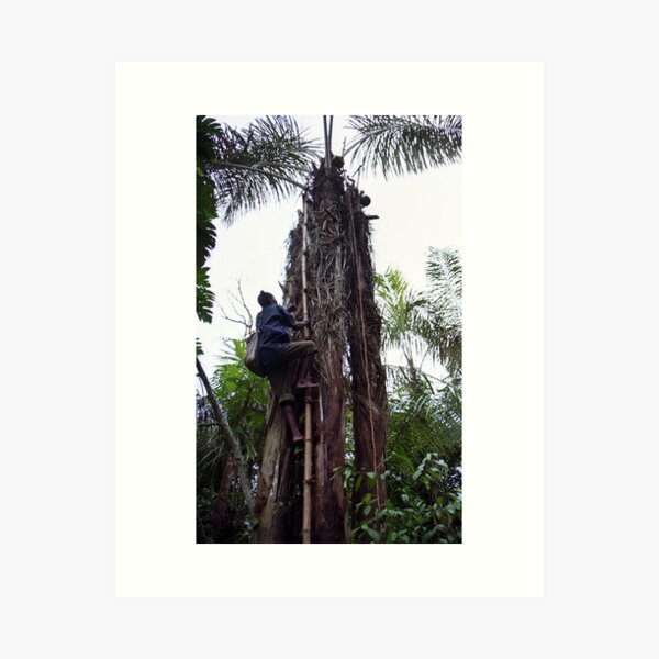 Climbing Palm Wine Tree Art Print