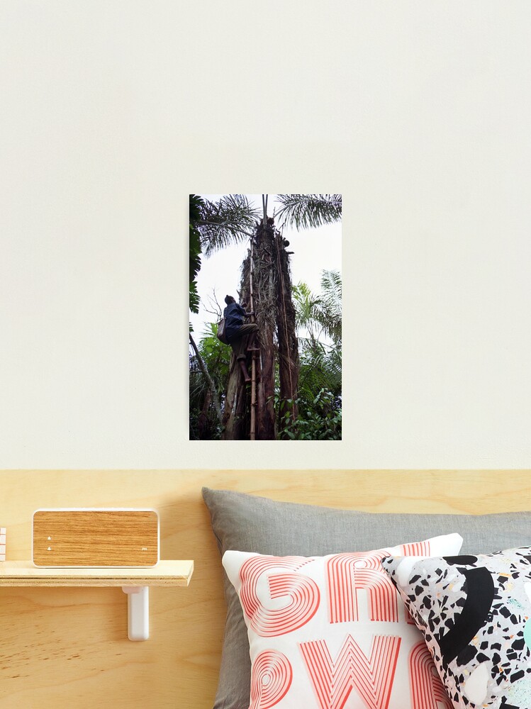 Thumbnail 2 of 3, Photographic Print, Climbing Palm Wine Tree designed and sold by Muyiwa.