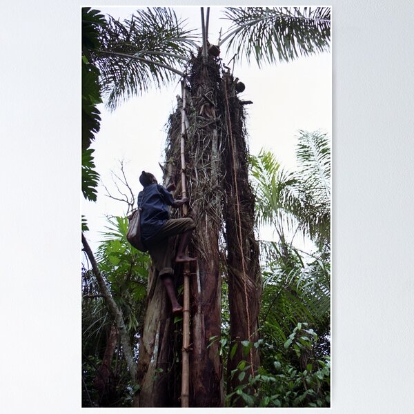Climbing Palm Wine Tree Poster
