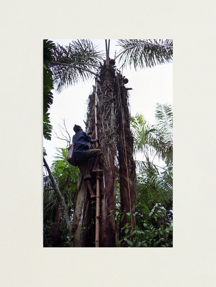 Thumbnail 1 of 3, Photographic Print, Climbing Palm Wine Tree designed and sold by Muyiwa.