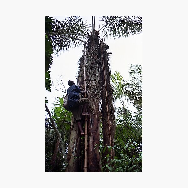 Climbing Palm Wine Tree Photographic Print