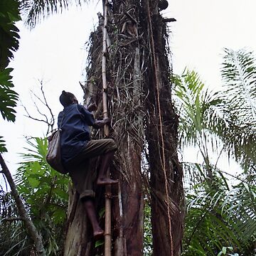 Artwork thumbnail, Climbing Palm Wine Tree by Muyiwa's Art Muse