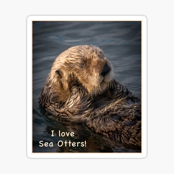 Sleepy Sea Otter! Sticker