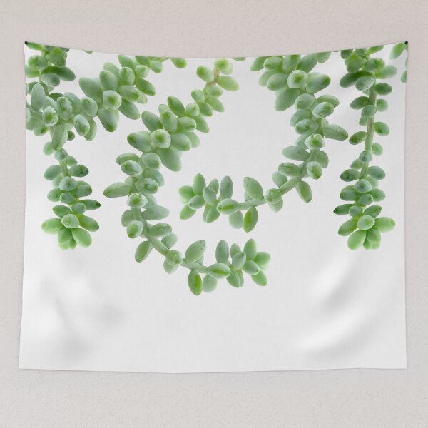 Item preview, Hanging Succulents - Burro's Tail Succulents - Green House Plants designed and sold by TurningMoss.