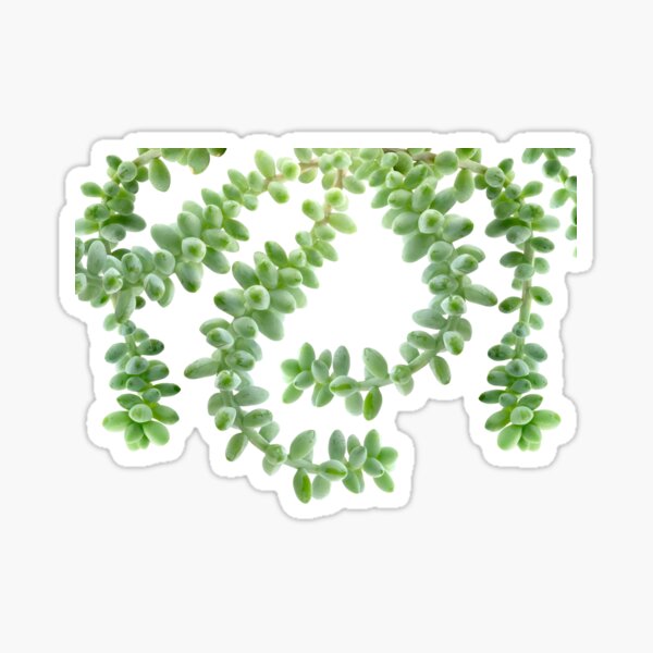 Item preview, Hanging Succulents - Burro's Tail Succulents - Green House Plants designed and sold by TurningMoss.