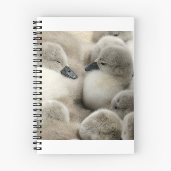 Item preview, Cygnets on the nest designed and sold by MendipBlue.