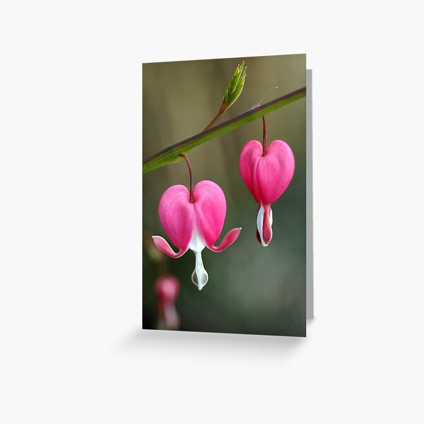 Bleeding Heart Greeting Card