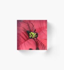 Weihnachtsstern Buschblüten (Euphorbia pulcherrima) Acrylblock