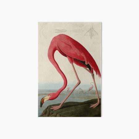 American Flamingo by John James Audubon, Vintage Illustration Art Board Print