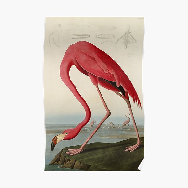 Flamingo Posters Redbubble - flamingo masquerade roblox