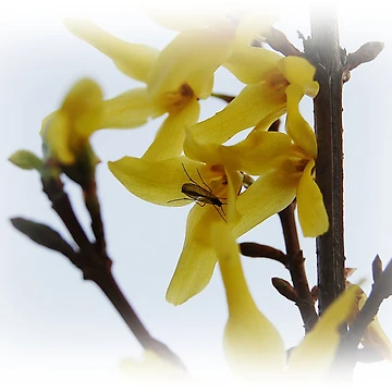 Artwork thumbnail, Getting Right In There For Spring by Jonice