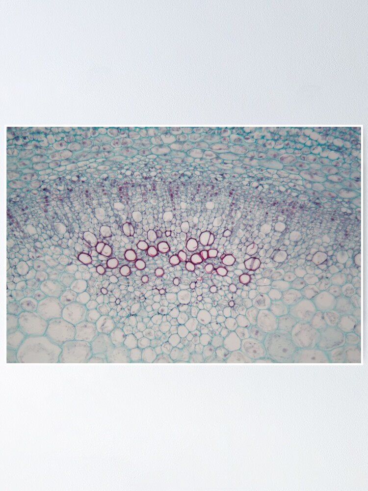 "Sambucus stem with parenchyma cells under the microscope" Poster by