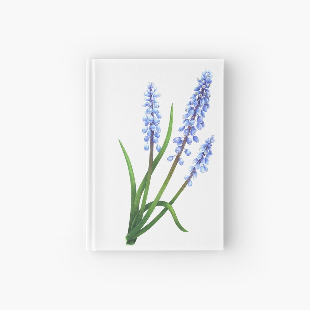Hyacinth Images  Browse 138257 Stock Photos Vectors and Video  Adobe  Stock